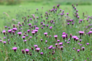Obraz premium Common knapweed or centaurea nigra flowers in a summer meadow