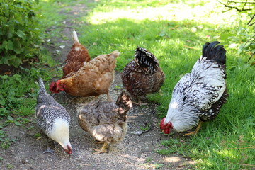 Group of mixed hens pecking at seed © Francesca Leslie
