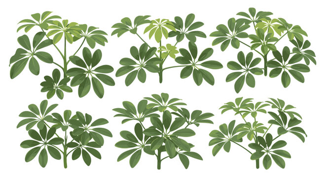 Collection of six stylized green schefflera umbrella tree illustrations isolated on white background, botanical graphic design elements
