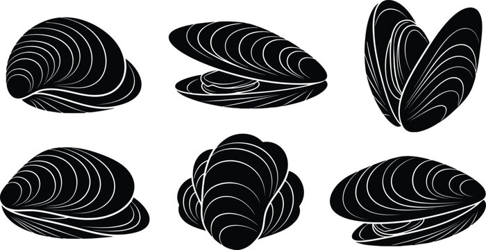 A collection of black and white illustrations showing different views of mussels, including open and closed shells