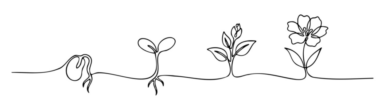 Continuous line art of plant life cycle stages from seed and sprout to flowering bloom, botanical growth evolution, Vector illustration