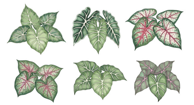 Watercolor illustrations of six different caladium plant varieties with vibrant green and pink foliage, isolated on a white background