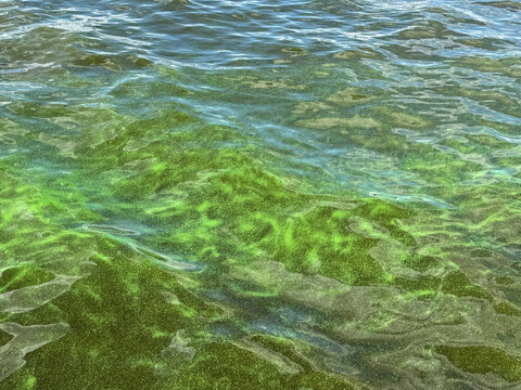 Eutrophication harmful algal blooms in the water.