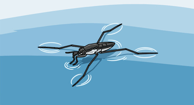 A water strider bug elegantly skates on the tranquil surface of blue water