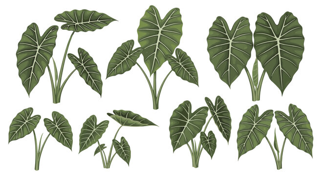 Collection of diverse alocasia plants with large green elephant ear leaves, showcasing tropical foliage and botanical beauty in a clean white background illustration