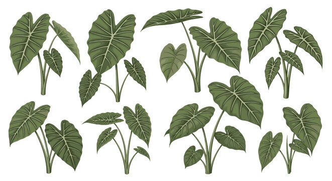 Collection of lush green elephant ear plants with large textured leaves and thick stems isolated on a white background, tropical foliage illustration