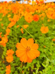orange cosmos flower in the garden © Piyota