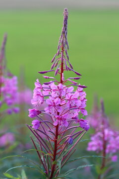 Close up of a rosebay willowherb flower head