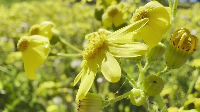 Yellow daisy. Yellow daisy in field