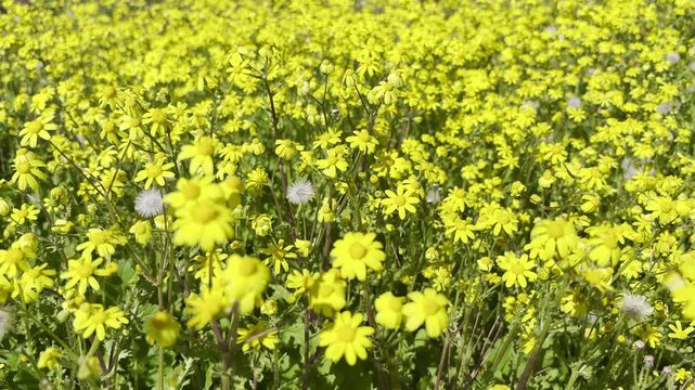 Yellow daisy. Yellow daisy in field