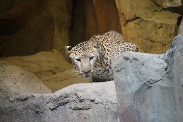 Snow Leopard Crouching on Rocks in Zoo Habitat © Image Johnson