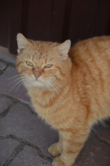Fototapeta premium Portrait of a ginger cat with a serious expression and focused gaze. Detailed feline close-up ideal for pet, animal, domestic cat, and expressive portrait themes.