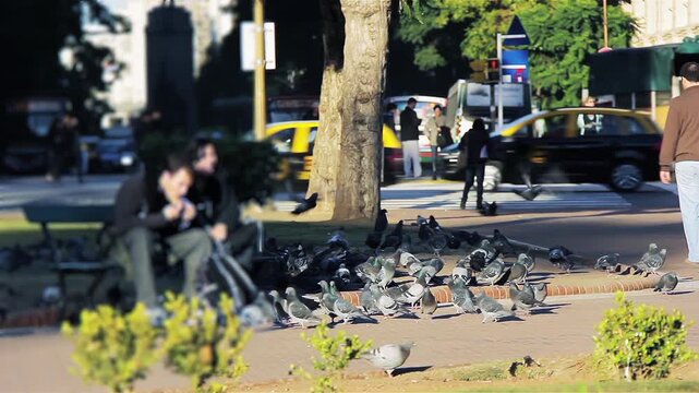 Blurred Couple on Park Bench with Pigeons at Public Square in Buenos Aires, Argentina, City Life Atmosphere - 4K