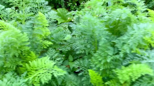 Fresh Green Carrot Leaves Growing in the Organic Vegetable Garden