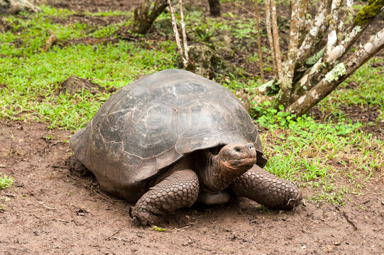 tartaruga gigante