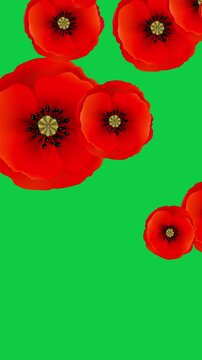 Red poppy flowers international symbol of peace on green screen. Create an infinite seamless texture for Remembrance day. 3d animation of poppy Lest we forget. 4k vertical loop video graphic animation