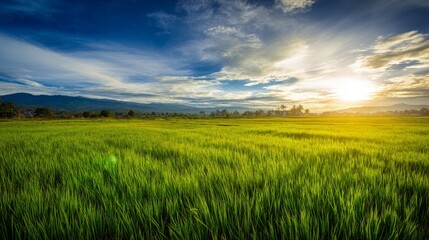 Fototapeta premium Rice field agriculture landscape green farm crop nature sunlight sky clouds rural farming growth countryside scenic environment harmony summer outdoor