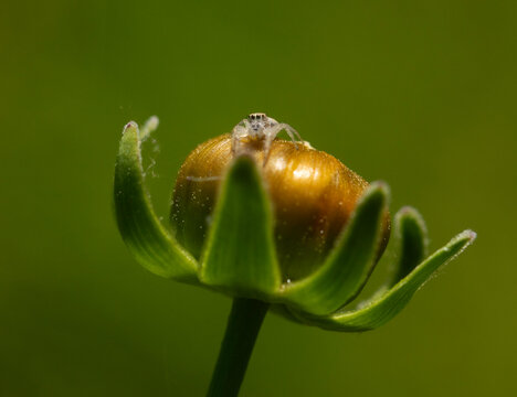 Tiny Jumping Spider on a Flower Bud.