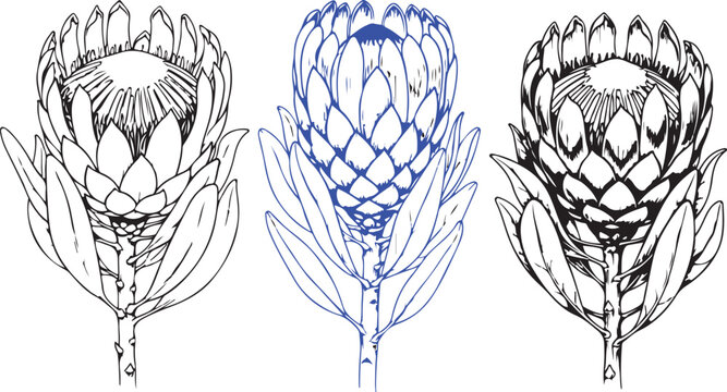 Three protea flower illustrations in blue and white