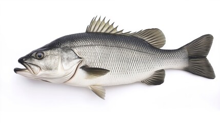 Fototapeta premium seabass. Single sea bass fish isolated on a clean white background showcasing fresh scales and detail. wildlife magazines, conservation campaigns, designed for wildlife conservation campaigns.