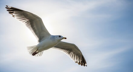 Obraz premium Soaring seagull against a bright blue sky wings spread wide freedom concept