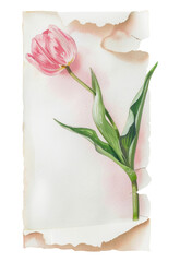 Fototapeta premium PNG Torn paper with tulip illustration watercolor painting.