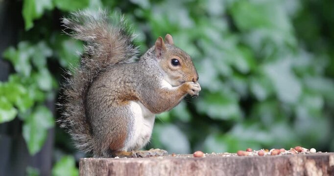 Eastern gray squirrel eating nut on a tree stump