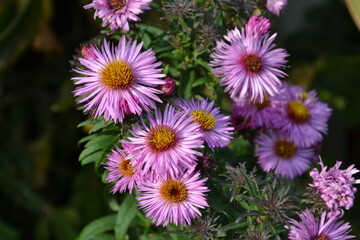Obraz premium Horizontal photo of bright purple flowers in bloom with vivid petals and fresh natural color. Vibrant floral image ideal for botanical, garden, seasonal, outdoor, and decorative design themes.