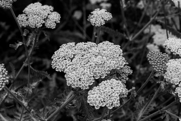 Moonshine yarrow (Achillea millefolium) tiny flower heads closeup in black and white © ShakedN