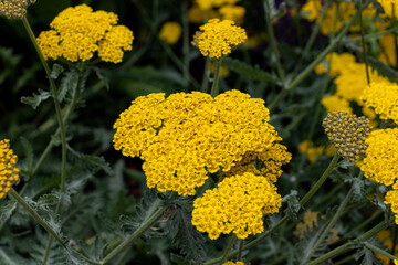 Moonshine yarrow (Achillea millefolium) bright vibrant yellow tiny flower heads closeup © ShakedN