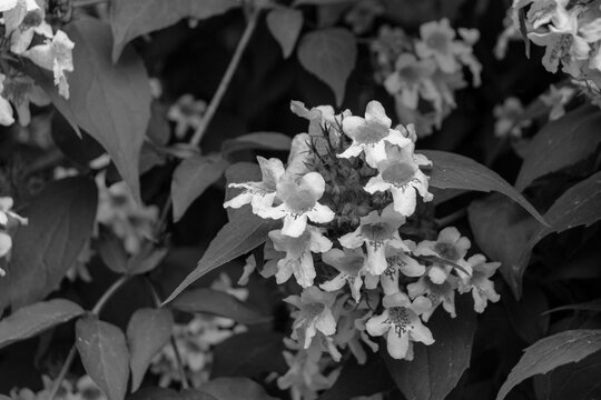 Linnaea amabilis (Kolkwitzia amabilis) bell shaped flower heads blooming in black and white