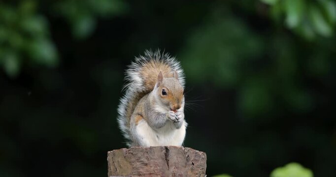 Eastern gray squirrel eating nut on a tree stump