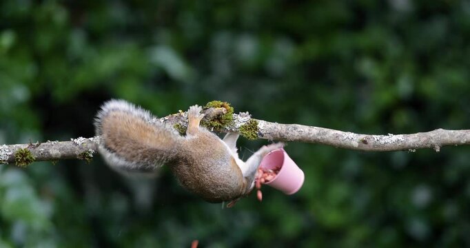 Eastern grey squirrel eating nuts from a small pink bucket on a tree branch