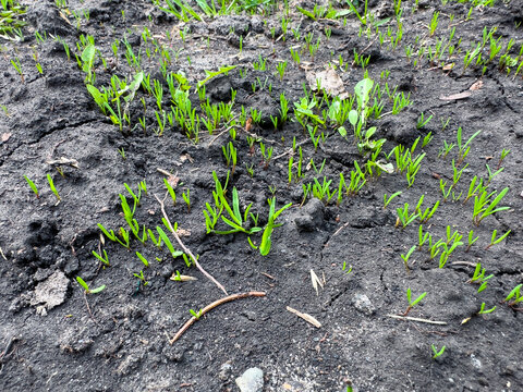 The first young shoots of grass on the moist spring soil