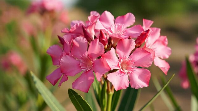 Close up of bright pink oleander flowers blooming with green leaves and a blurred garden background, celebrating nature's beauty