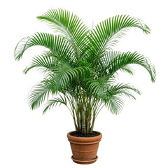 Obraz premium Areca palm plant isolated lush green tropical indoor houseplant for decor design PNG