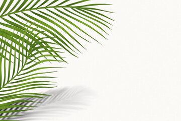 Obraz premium Tropical Palm Leaves Isolated on White Background