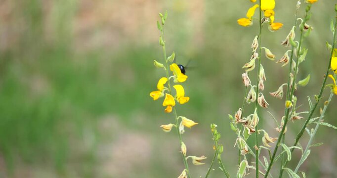 Xylocopa latipes is pollinating yellow flowers; Xylocopa latipes with sunn hemp; pollination concept; natural farming.