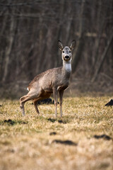 Sarna europejska, gatunek ssaka z rodziny jeleniowatych, jedno z ważniejszych zwierząt łownych Europy © Zbigniew