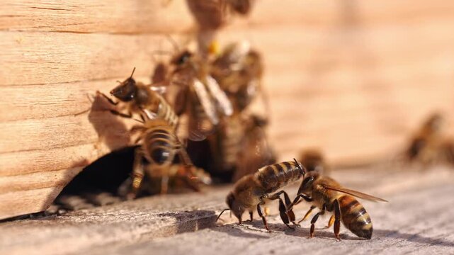 Honey bee fanning wings with exposed Nasonov gland at hive entrance