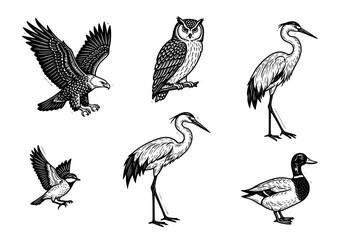 Fototapeta premium Collection of Various Bird Species in Detailed Illustrations