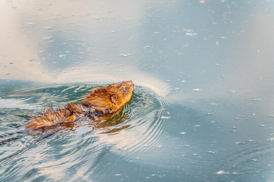 Muskrat, Ondatra zibethicuseats swiming at the surface of the lake water.