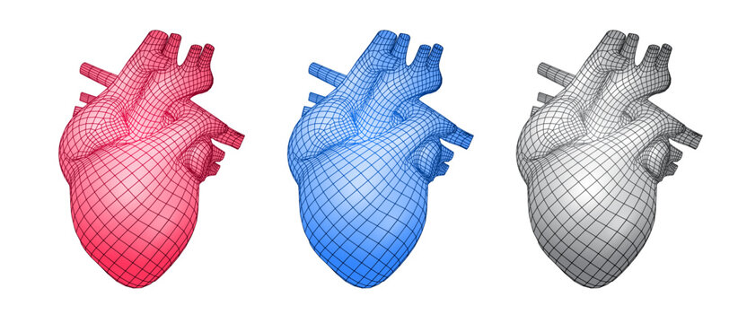 Vector illustration of human heart 3d wireframe isolated on white background and related to anatomy, medicine, cardiology and biology