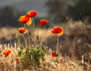Fototapeta premium Vibrant red poppies glow in the sunlight against a dried grass field backdrop