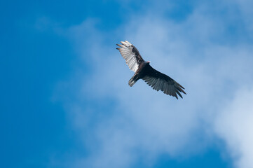 Fototapeta premium Turkey Vulture flying overhead at Tioga Hammond Lakes in Pennsylvania during July.