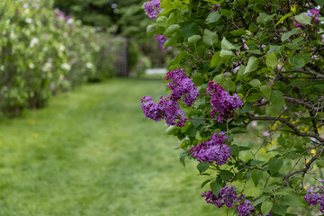 Obraz premium Lilac flowers in park. Spring blossom on bush in Ornamental Gardens in Ottawa, Canada.