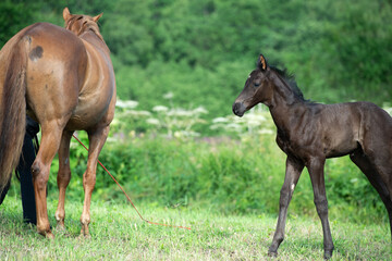 Naklejka premium beautiful black foal of sportive breed walking with mom at green meadow at freedom. morning
