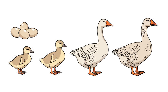 Family of Geese from Egg to Adult.