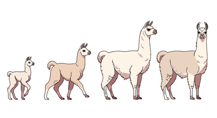 Fototapeta premium Llama Stages of Growth Illustration.