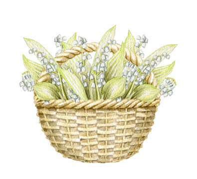 Vintage wicker basket with bouquet with lilies of the valley isolated on white background. Watercolor hand drawn illustration